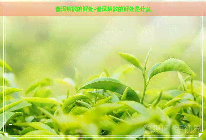 普洱茶散的好处-普洱茶散的好处是什么