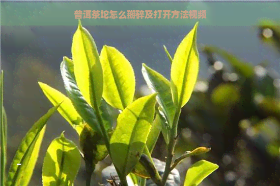 普洱茶坨怎么掰碎及打开方法视频