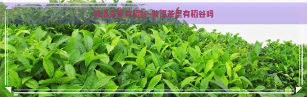 普洱茶里有稻谷-普洱茶里有稻谷吗