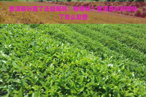 普洱茶叶霉了还能喝吗，有吗？普洱茶叶有霉味了怎么处理