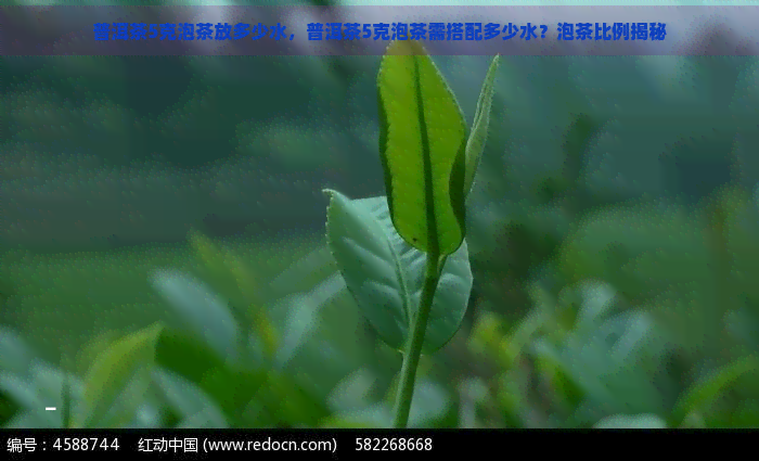 普洱茶5克泡茶放多少水，普洱茶5克泡茶需搭配多少水？泡茶比例揭秘