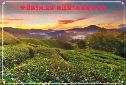 普洱茶5克泡茶-普洱茶5克泡茶多少克