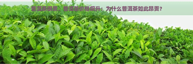 普洱茶很贵，普洱茶价格飙升：为什么普洱茶如此昂贵？