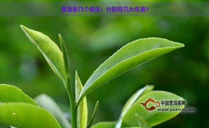 普洱茶几个茶区：分别有几大名茶？