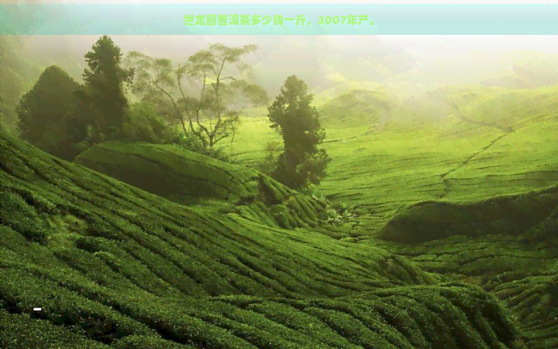 世龙园普洱茶多少钱一斤，2007年产。