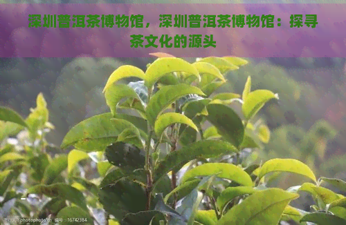 深圳普洱茶博物馆，深圳普洱茶博物馆：探寻茶文化的源头