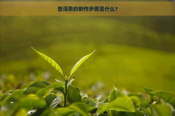 普洱茶的制作步骤是什么？