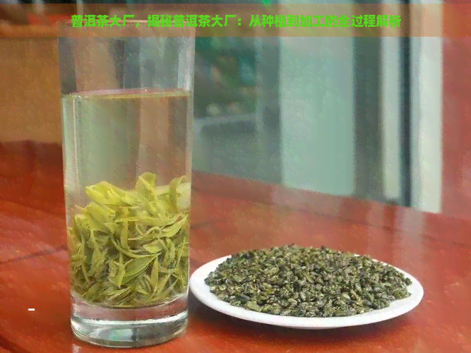 普洱茶大厂，揭秘普洱茶大厂：从种植到加工的全过程解析