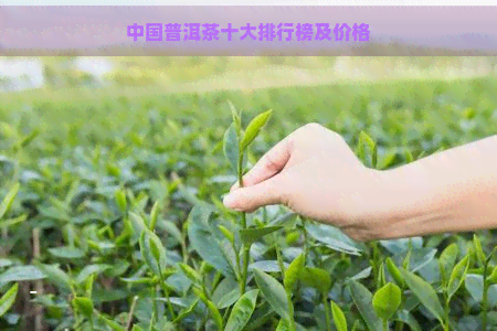 中国普洱茶十大排行榜及价格