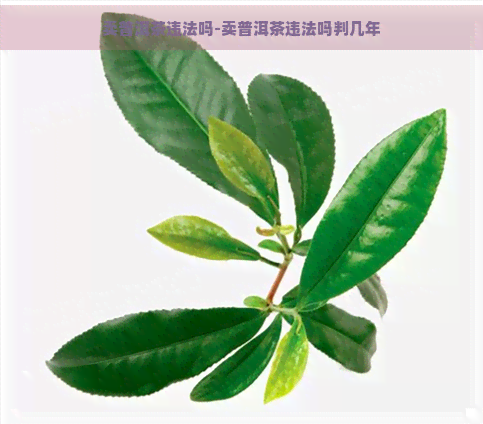 卖普洱茶违法吗-卖普洱茶违法吗判几年