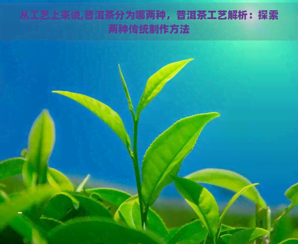 从工艺上来说,普洱茶分为哪两种，普洱茶工艺解析：探索两种传统制作方法