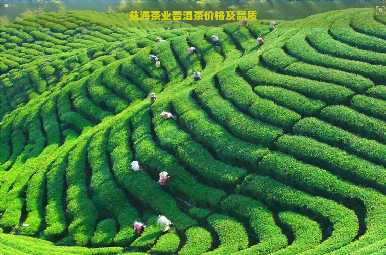 益海茶业普洱茶价格及品质