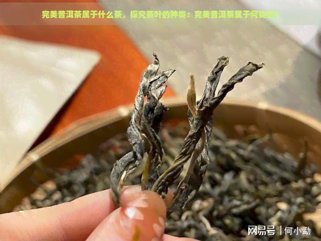 完美普洱茶属于什么茶，探究茶叶的种类：完美普洱茶属于何类茶？