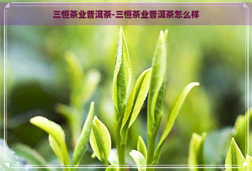 三恒茶业普洱茶-三恒茶业普洱茶怎么样