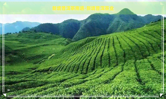 新境普洱茶南通-新境普洱茶业