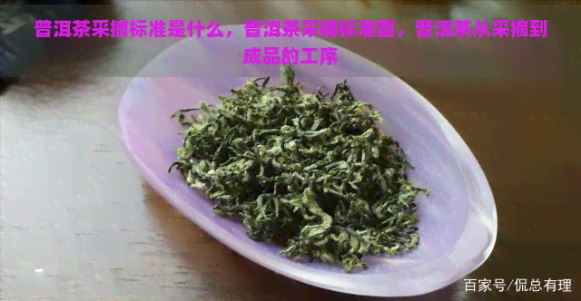 普洱茶采摘标准是什么，普洱茶采摘标准图，普洱茶从采摘到成品的工序