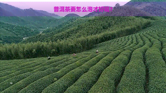 普洱茶要怎么泡才好喝？