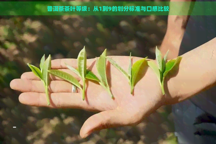 普洱茶茶叶等级：从1到9的划分标准与口感比较