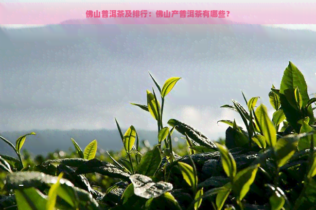 佛山普洱茶及排行：佛山产普洱茶有哪些？