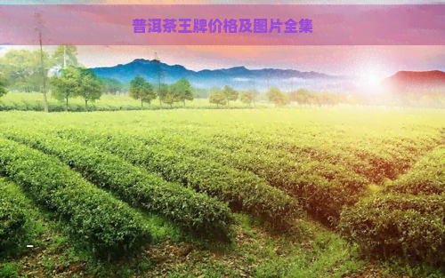 普洱茶王牌价格及图片全集