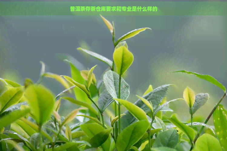 普洱茶存茶仓库要求和专业是什么样的