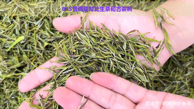 815普洱茶对比生茶和古茶树