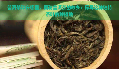 普洱茶种在哪里，揭秘普洱茶的故乡：探寻这种独特茶叶的种植地