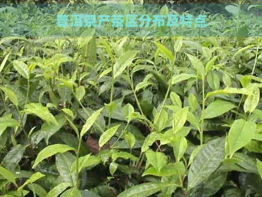 普洱茶产茶区分布及特点