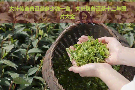 大叶传奇普洱茶多少钱一盒，大叶牌普洱茶十二年图片大全