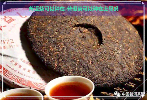 普洱茶可以种在-普洱茶可以种在土里吗