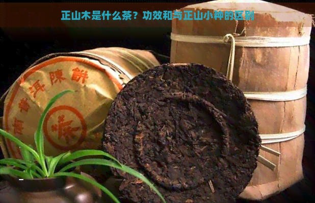 正山木是什么茶？功效和与正山小种的区别