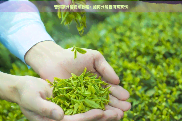 普洱茶分解视频教程：如何分解普洱茶茶饼