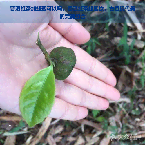 普洱红茶加蜂蜜可以吗，普洱红茶蜂蜜饮，古香现代美的完美组合