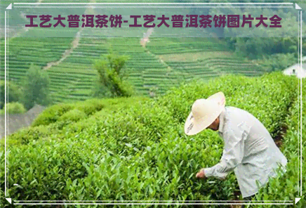 工艺大普洱茶饼-工艺大普洱茶饼图片大全