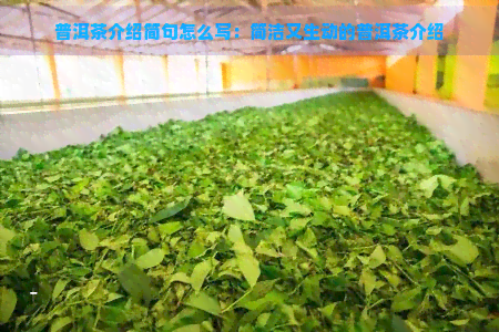 普洱茶介绍简句怎么写：简洁又生动的普洱茶介绍