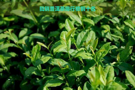 批销普洱茶排行榜前十名