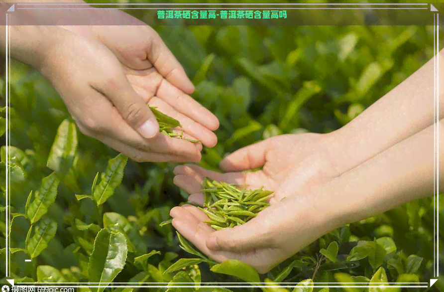 普洱茶硒含量高-普洱茶硒含量高吗