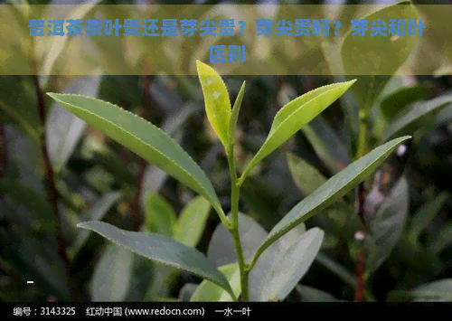 普洱茶茶叶贵还是芽尖贵？芽尖贵吗？芽尖和叶区别