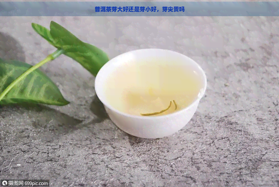 普洱茶芽大好还是芽小好，芽尖贵吗