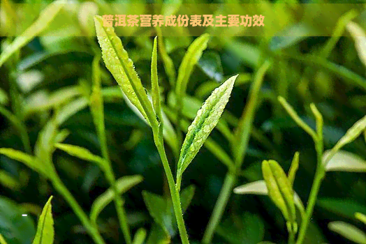 普洱茶营养成份表及主要功效