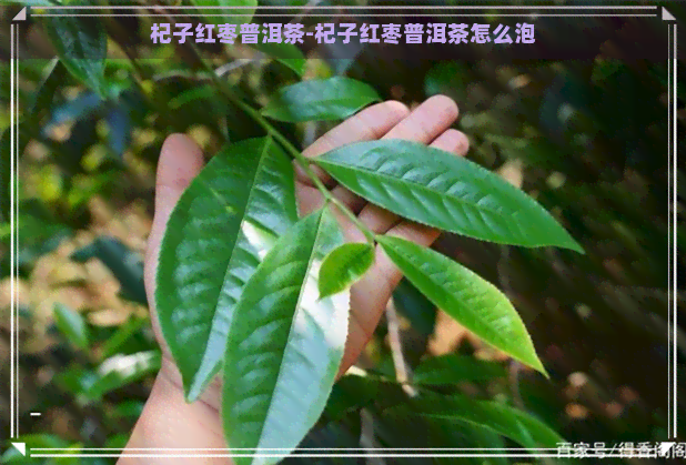 杞子红枣普洱茶-杞子红枣普洱茶怎么泡