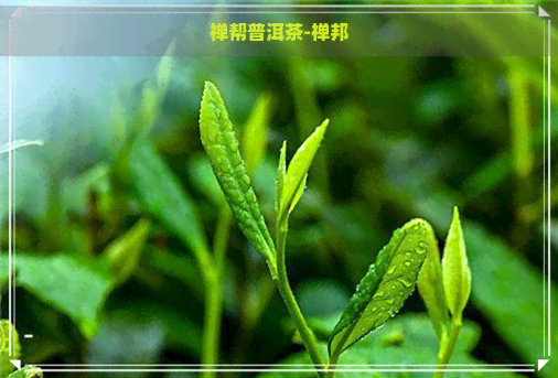 禅帮普洱茶-禅邦