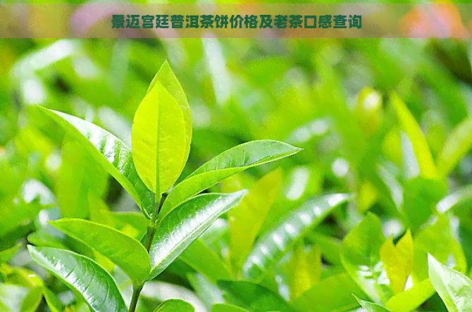 景迈宫廷普洱茶饼价格及老茶口感查询