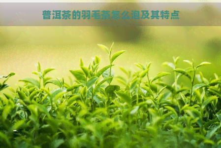 普洱茶的羽毛茶怎么泡及其特点