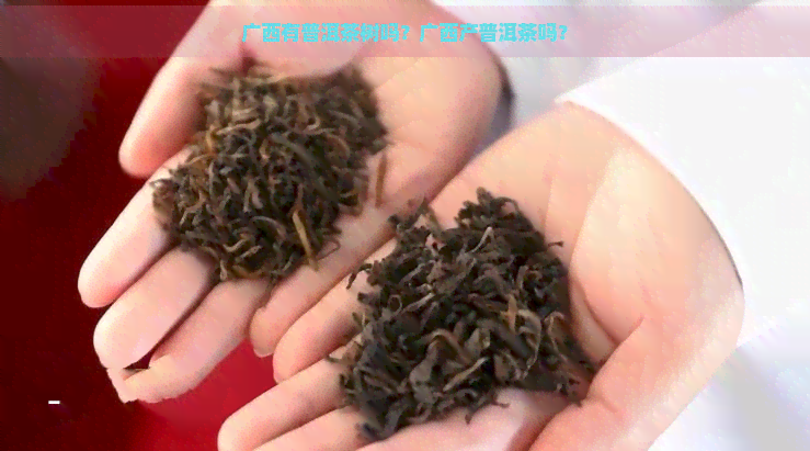 广西有普洱茶树吗？广西产普洱茶吗？