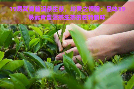 19易武青普洱茶生茶，珍贵之馈赠：品味19易武青普洱茶生茶的独特韵味