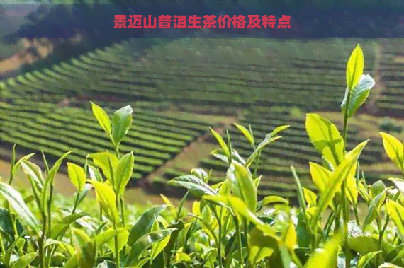 景迈山普洱生茶价格及特点