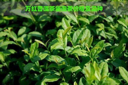 万红普洱茶袋泡茶价格及品种