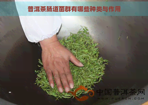 普洱茶肠道菌群有哪些种类与作用