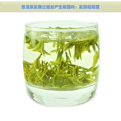 普洱茶发酵过程会产生霉菌吗：发酵和霉菌